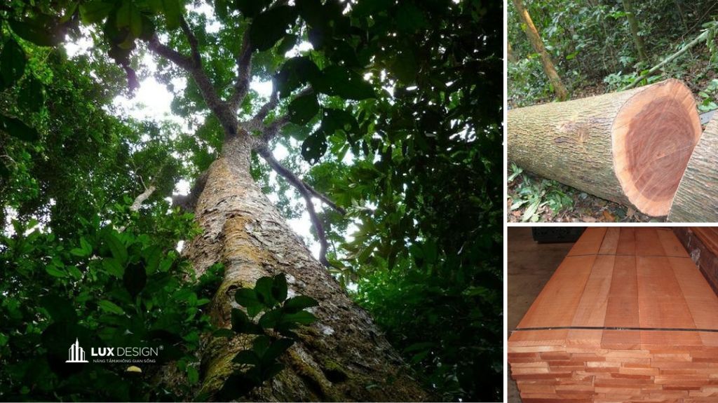 gỗ xoan đào có tốt không