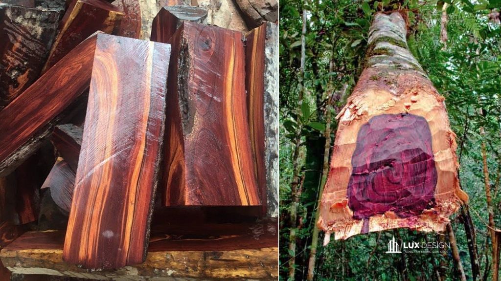 gỗ cẩm lai có tốt không