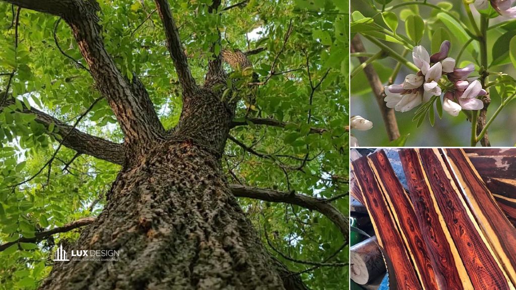 gỗ cẩm lai là gỗ gì