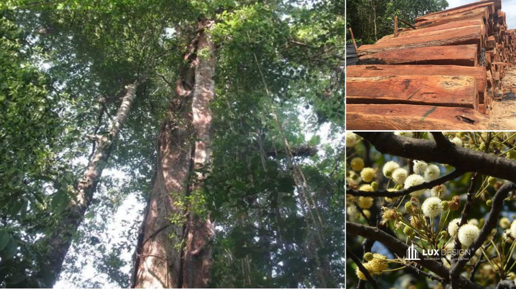 gỗ căm xe là gì