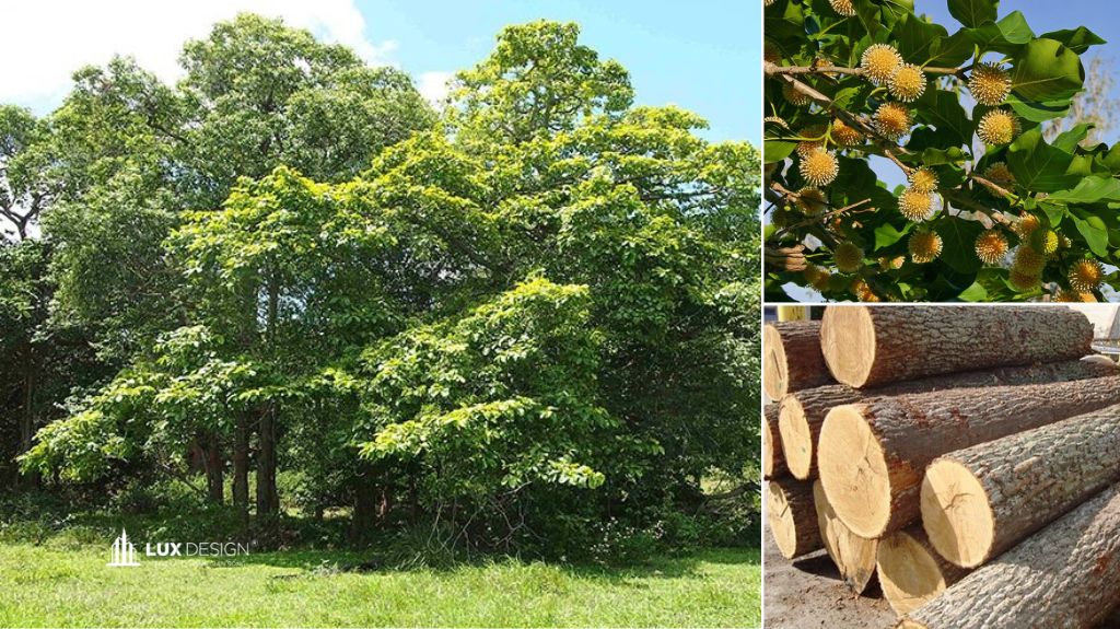 gỗ gáo vàng là gì