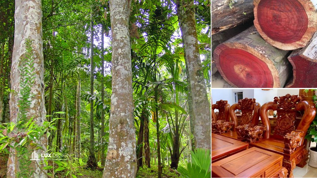 gỗ hương là gì