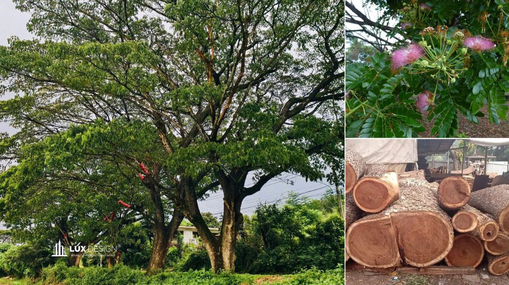 gỗ me tây là gì