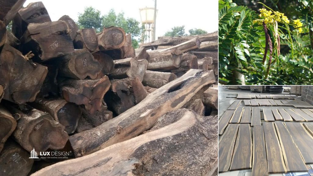 gỗ muồng đen là gì