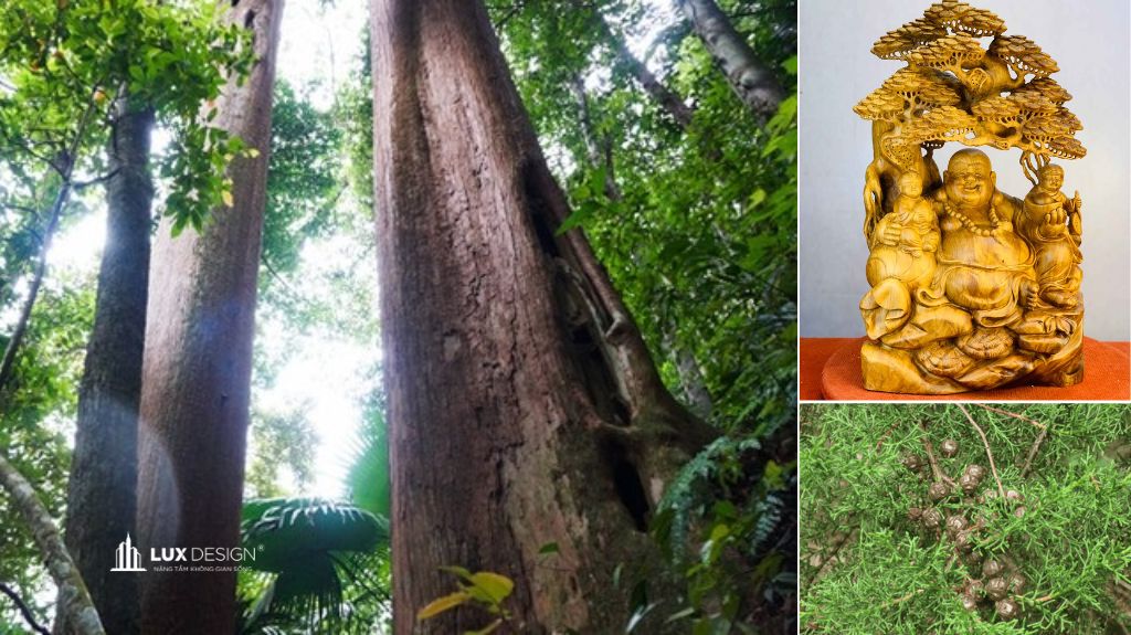 gỗ ngọc am là gì