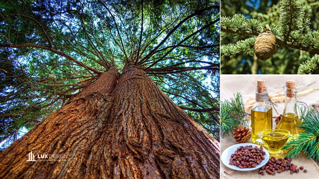 gỗ tuyết tùng là gì