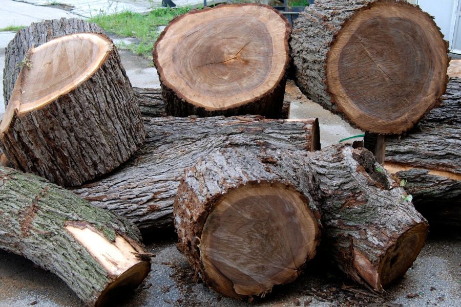 Gỗ óc chó từ Peru
