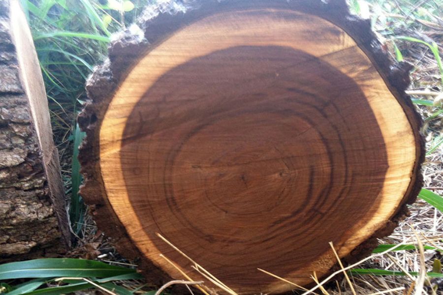 Cây gỗ óc chó từ Bắc Mỹ